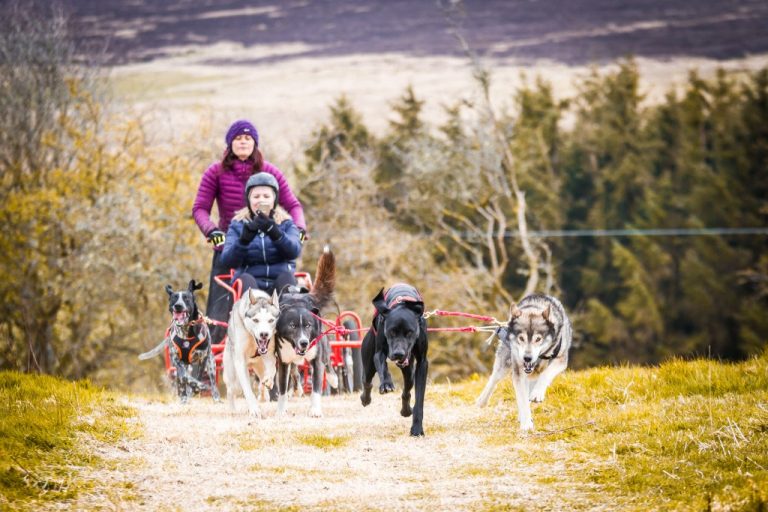 Sleddog Adventures